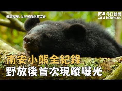 南安小熊死亡|獨家》盜獵不曾停止！ 南安年初黑熊中槍、鋼珠子彈。